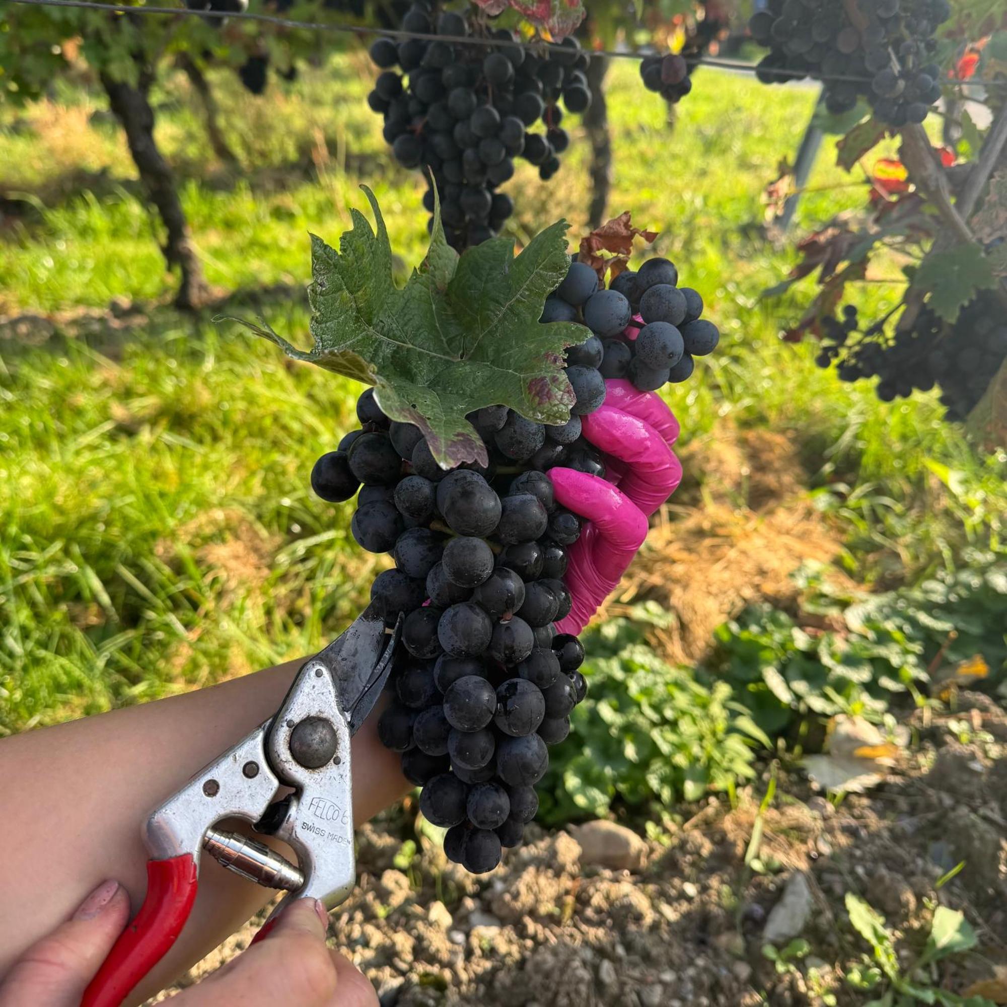 مبيت وإفطار برونبيبيرغ Weingut Tiliahof المظهر الخارجي الصورة